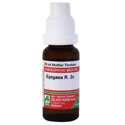 Epigaea Repens 2X