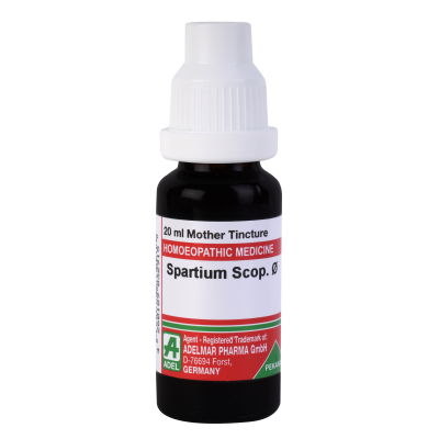 Spartium Scoparium 1X (Q)