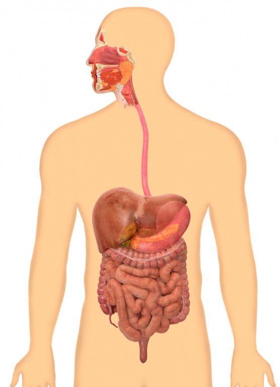 Homeopathy Medicine for Digestive System