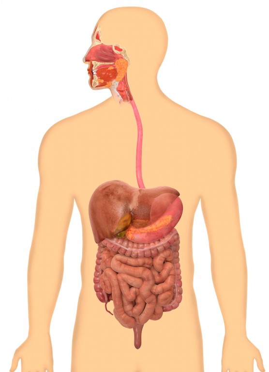 Homeopathy Medicine for Digestive System