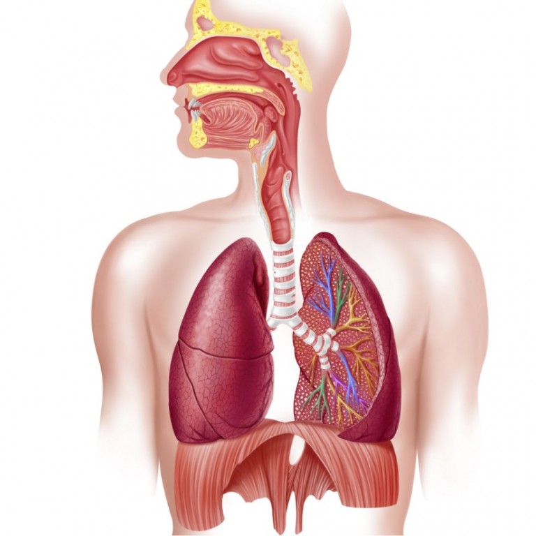 Homeopathy Medicine for Respiratory System