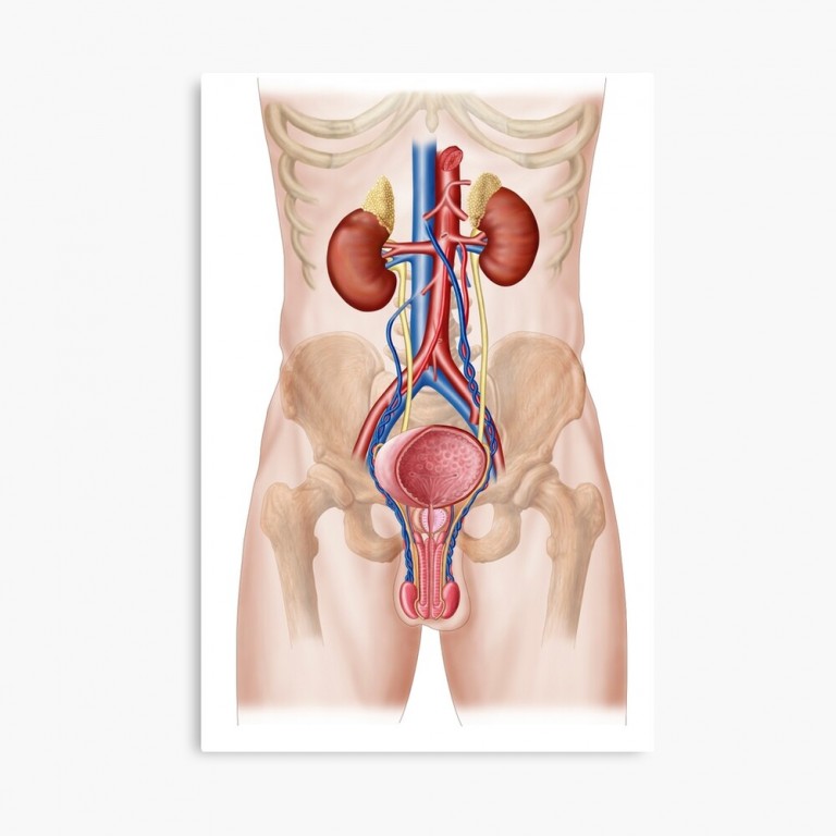 Homeopathy Medicine for Urinary System